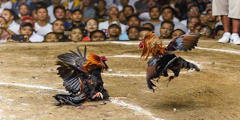 Đá Gà Thomo – Sân Chơi Đẳng Cấp Cho Dân Đam Mê Kê Chiến 2 Đá gà Thomo là gì?
