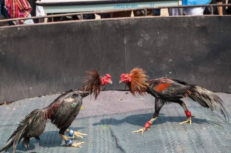 Đá Gà Cựa Dao Là Gì? Môn Thể Thao Kịch Tính Thu Hút Hàng Triệu Người 2 Đá gà cựa dao là gì?