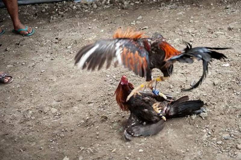 Đá Gà Cựa Dao Là Gì? Môn Thể Thao Kịch Tính Thu Hút Hàng Triệu Người 6 Khi nào một trận đấu kết thúc?