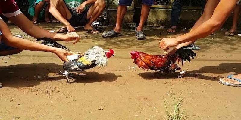 Luật Đá Gà Miền Nam – Những Điều Cần Biết Để Không Phạm Luật 6 Kinh nghiệm chọn gà đá hiệu quả