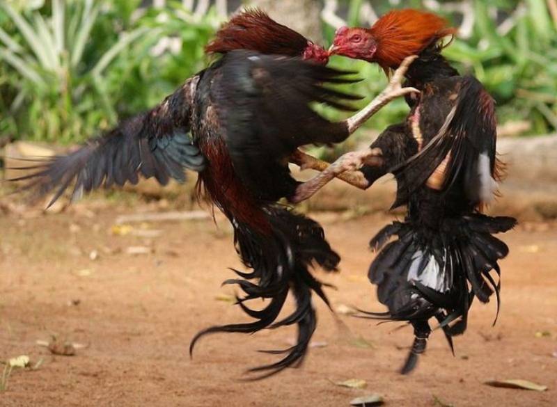 Đá Gà Thomo – Sân Chơi Đẳng Cấp Cho Dân Đam Mê Kê Chiến 3 Luật chơi đá gà Thomo cần nắm chắc để không thua cuộc
